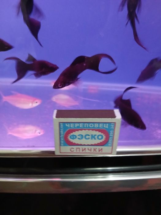 Продажа рыб 40шт молленизия вилчате