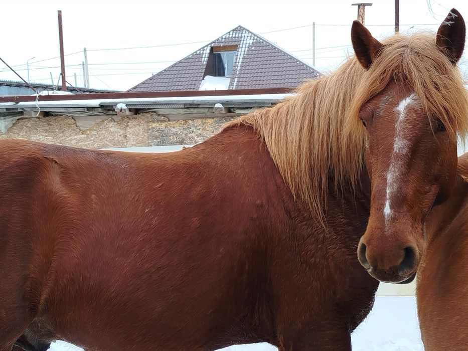 Айғыр сатылады. 6 жасар.