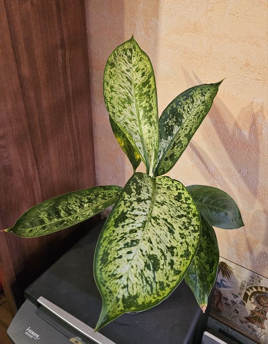 Продам комнатные растения