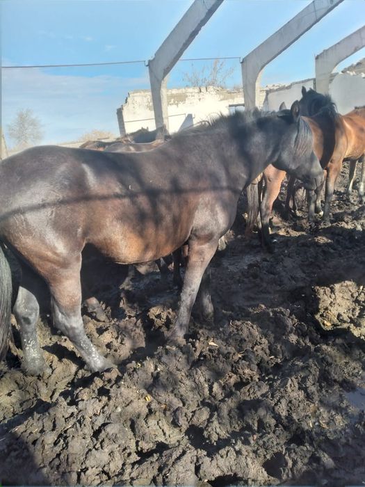 Продам кобылу 650 000тг торг есть