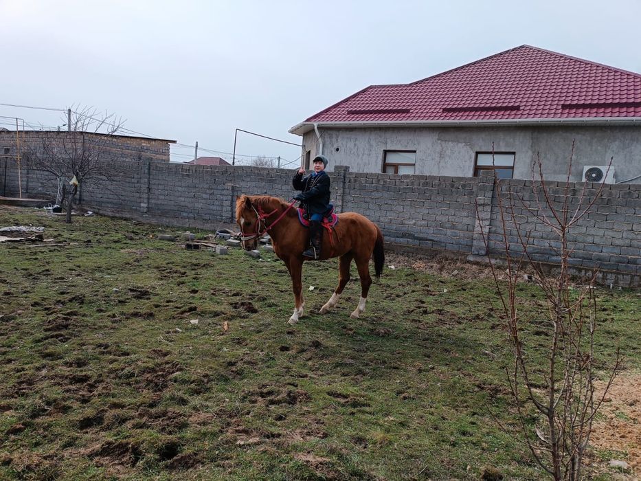 Құнан, жеребец, кунан, жылқы, ат, айғыр