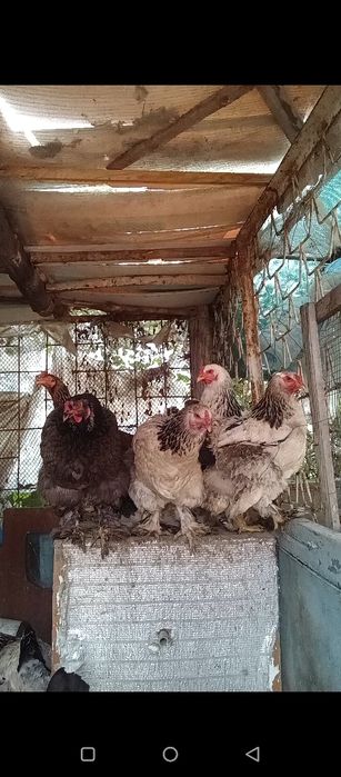 Товуклар хурозлар