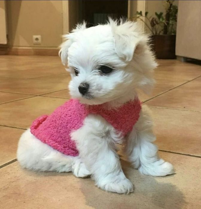 Puiut bichon mini toy