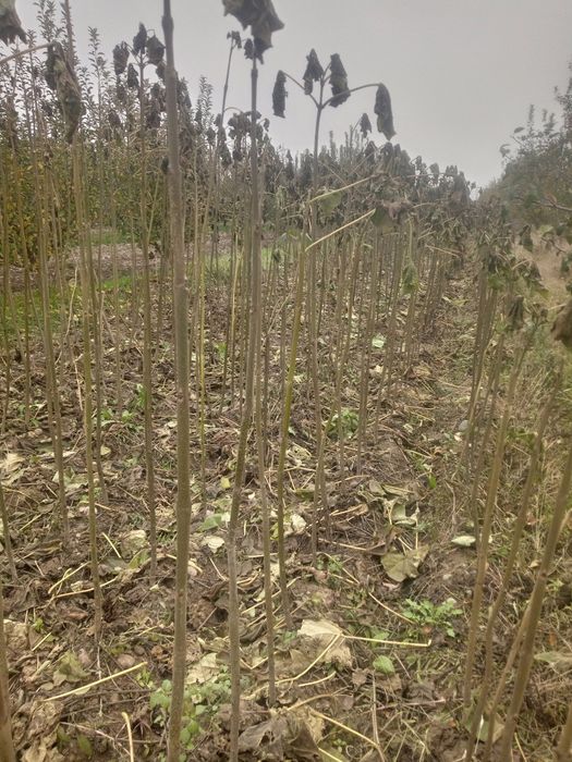 Павлония кўчатлари сотилади