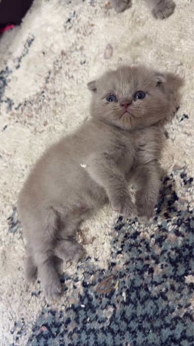 Кошки лиловые 1,5 месяца.