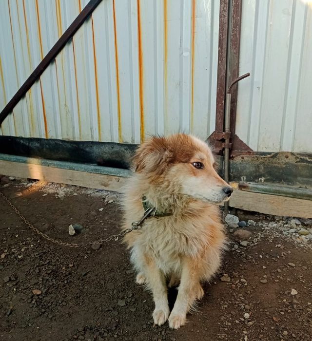 Отдам щенка 10 месяцев