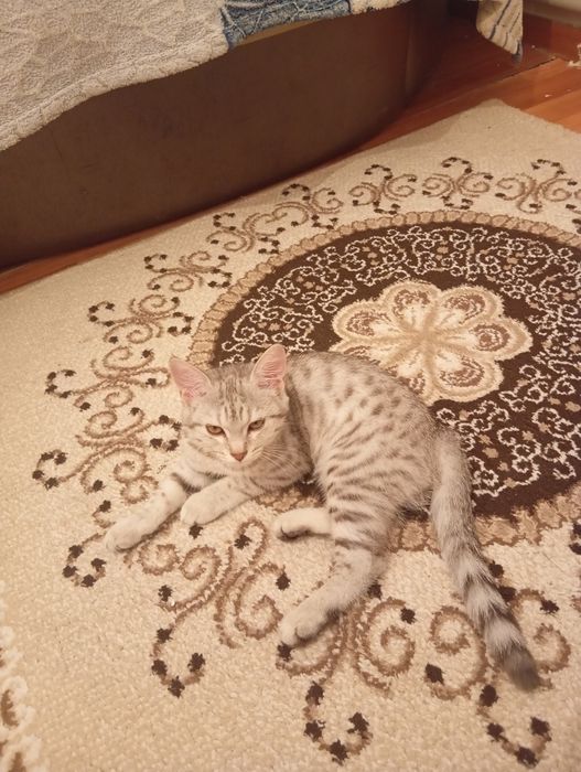 Продаётся шотландская котёнок