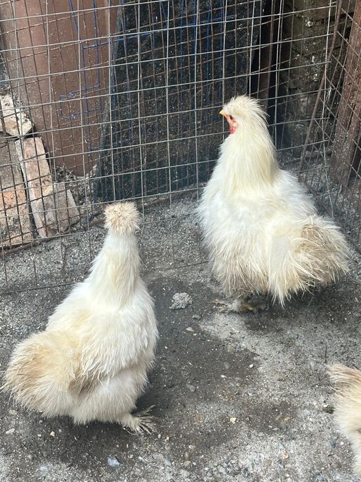 Găini mătase japoneze