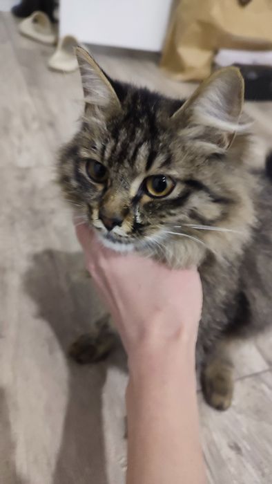Котенок в добрые руки