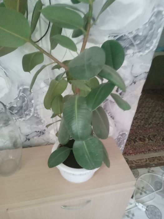 Продам фикус два штуки