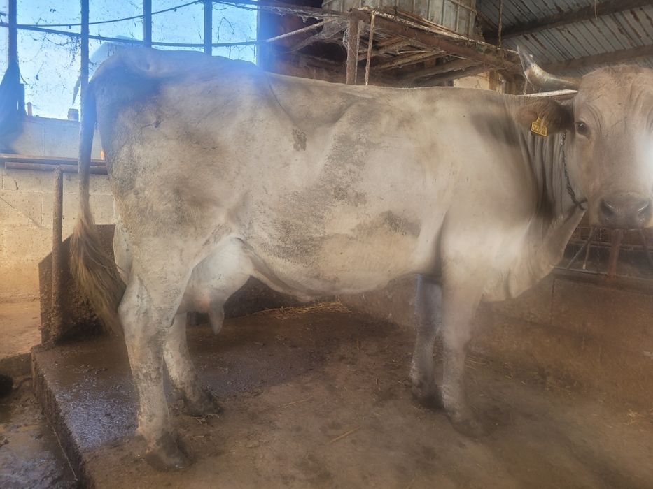 Vând vaca de lapte