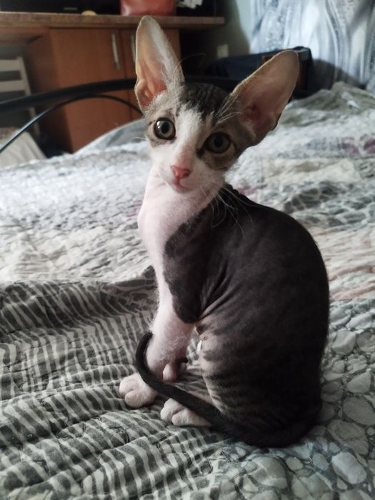 Кошечка  сфинкс замш.