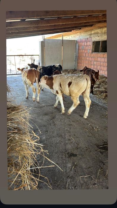 Vand vitei belga baltat si limuzin