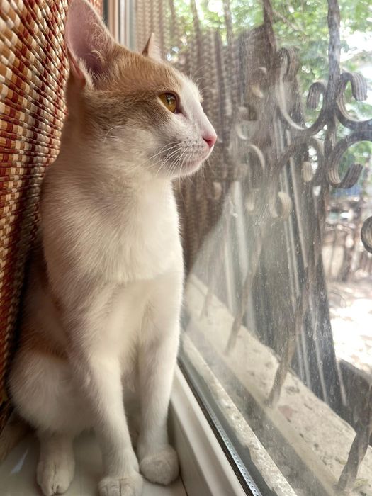 Отдам котят в хорошие руки