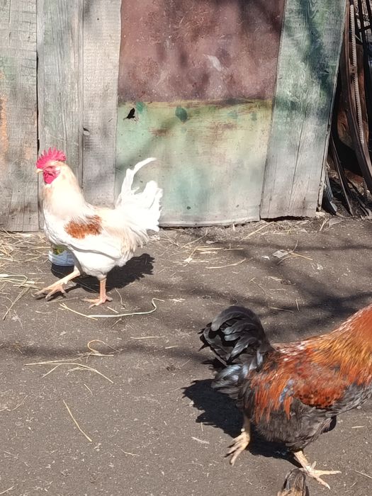 Продам молодых петухов