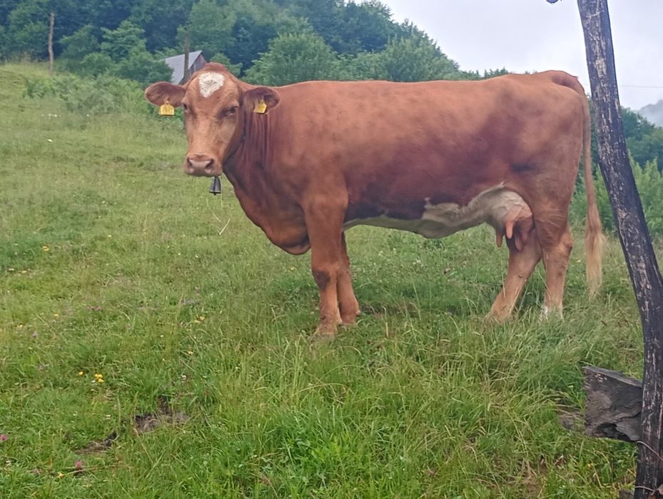 Vând vacă și junincă preț negociabil
