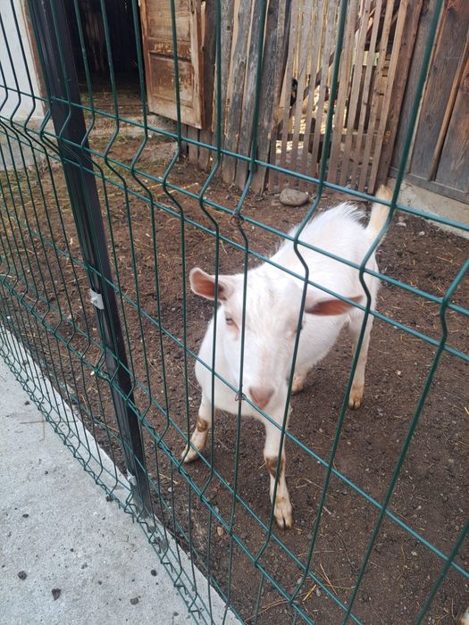 Țap  rasa saanen