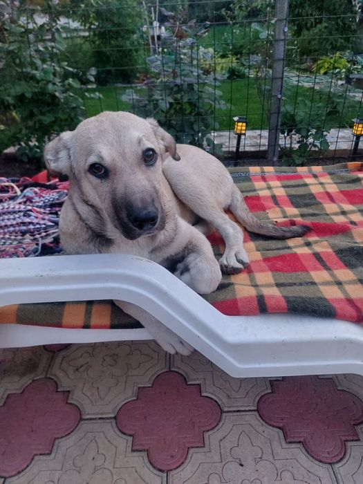 Щенки, помесь лабрадора