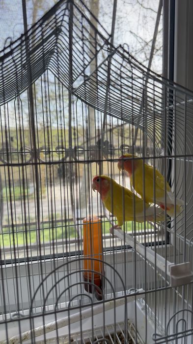 Попугаи-неразлучники с клеткой