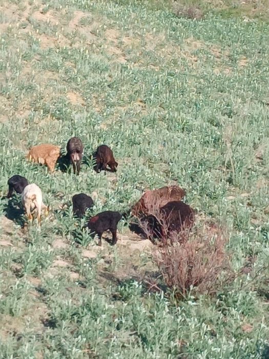 Продам баранов курдючных