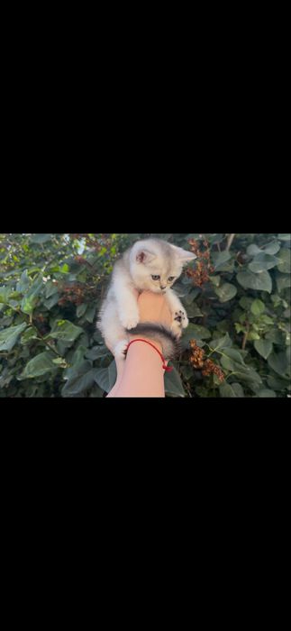 Продается девочка скоттиш страйт
