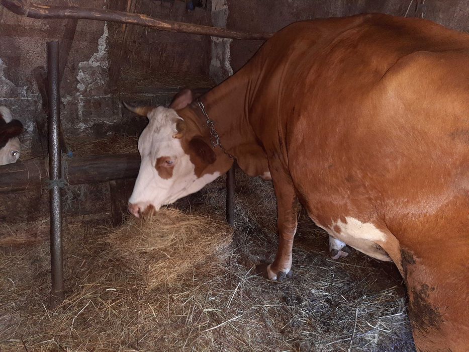 Vaca Baltata Romaneasca