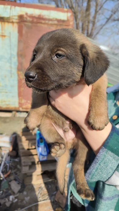 отдадим щенка. 2 месяца. мальчик