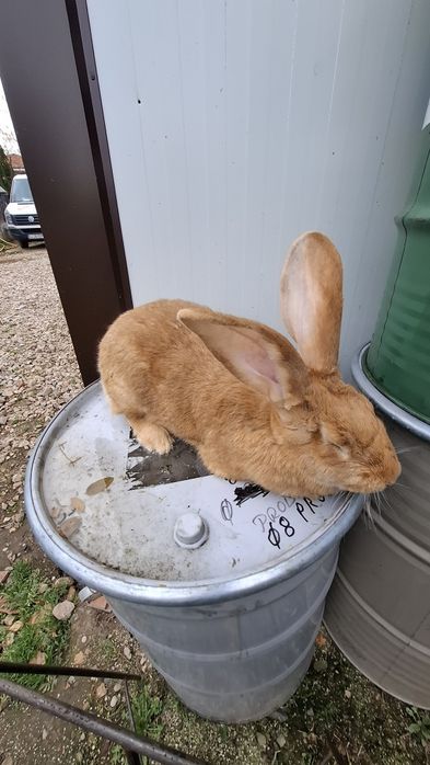 Urias german gri , gri fier , negru ,galben, cincila