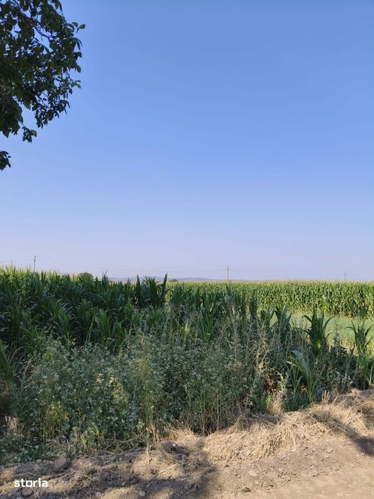 Vand teren intravilan sat Potoceni comuna Maracineni judetul Buzau