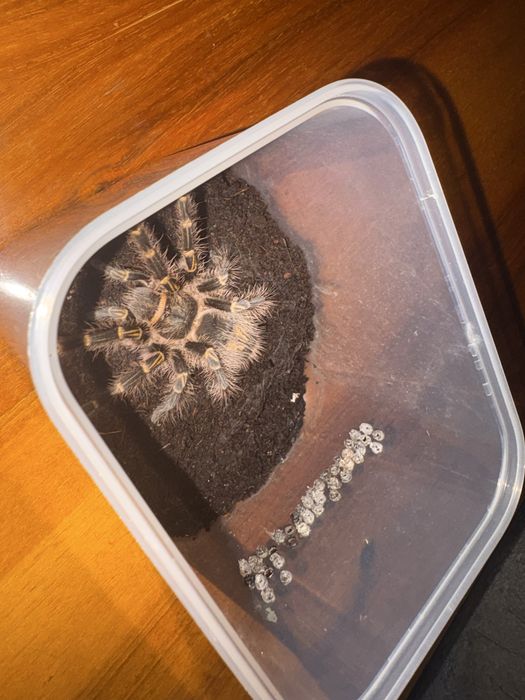 Паук птицеед. Grammostola aureostriata