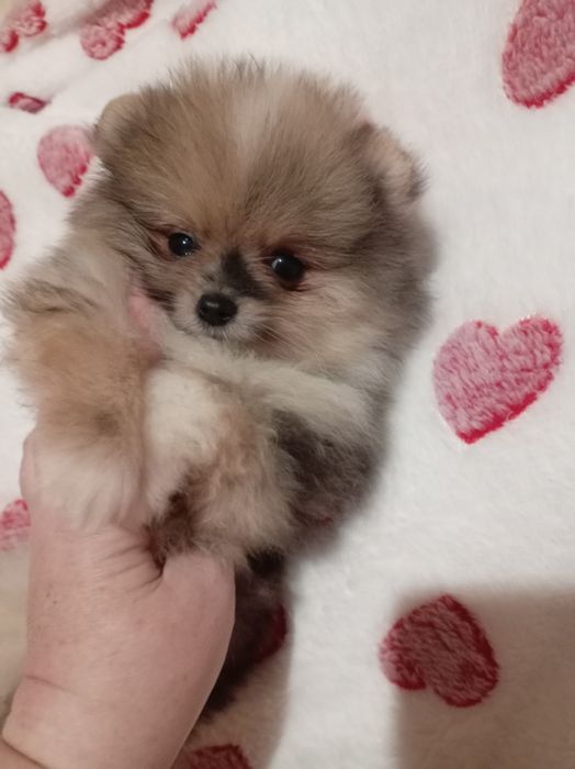 Продам щенка шпица