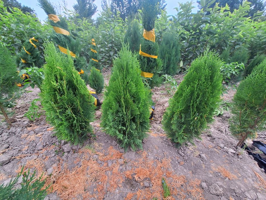 Арчалар хлма хил турдаги.