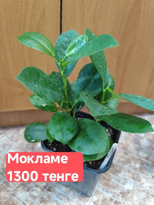 Фикусы  микрокарпа мокламе