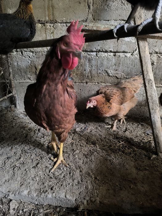 Молодые петушки .