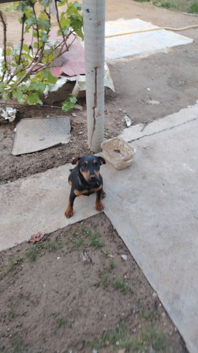 Немецкий ягдтерьер 5 айлық еркек