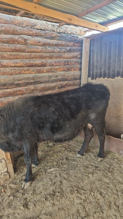 Семіз сиыр сатылады