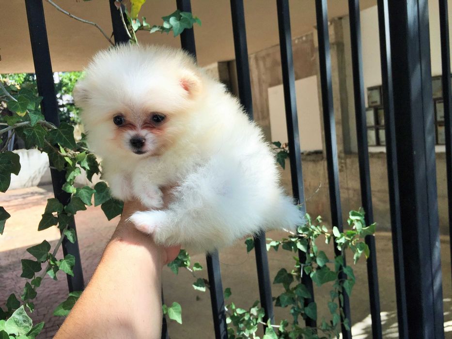 Померани мини Померанчета