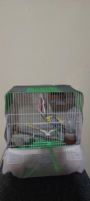 Peruși de vinzare jud Constanța