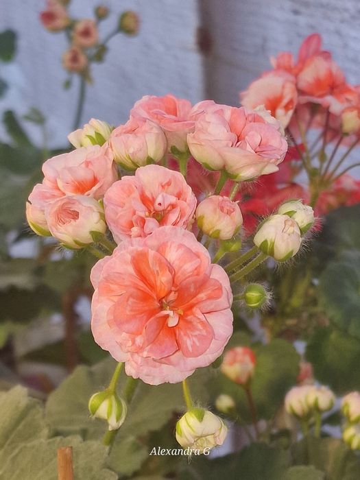 Пеларгонии в городе Абай