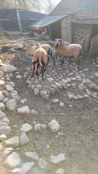 Berbec Camerun de vânzare