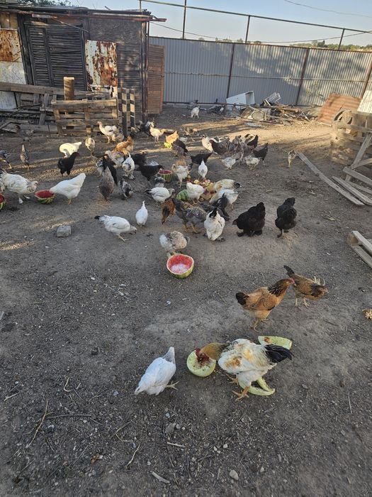 Продам домашный куры