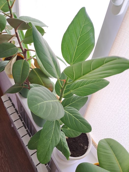 Цветы комнатные разные