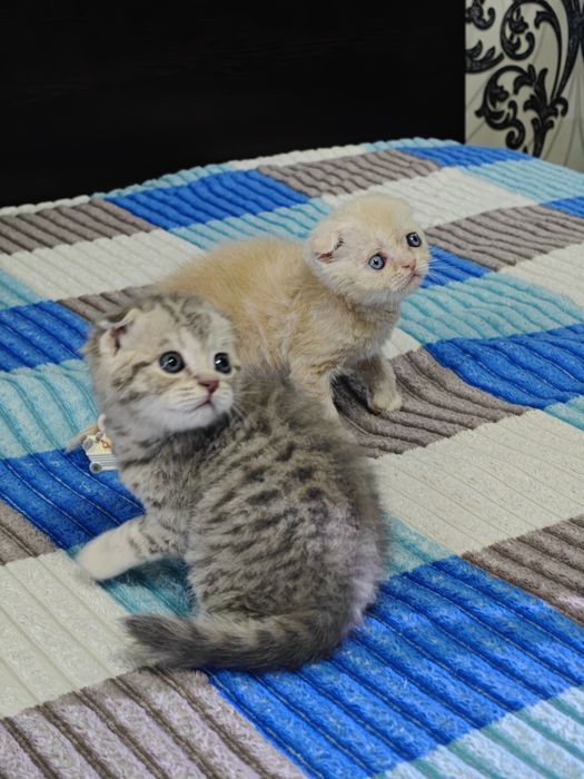 Пушистые комочки счастья