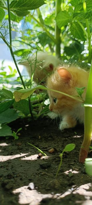 Отдам котят в хорошие руки