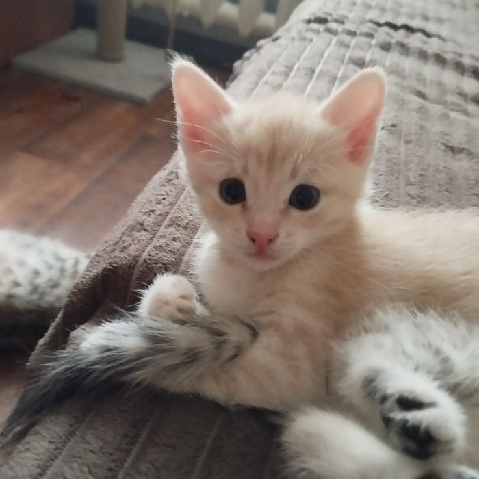 Отдам домашних котят в добрые руки