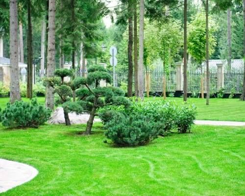 Услуги ландшафт дизайнера и газоншика с гарантией