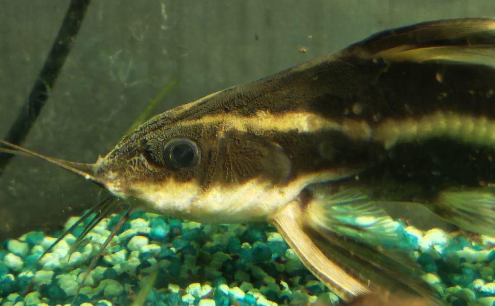 Аквариум с рибки, 120 литра