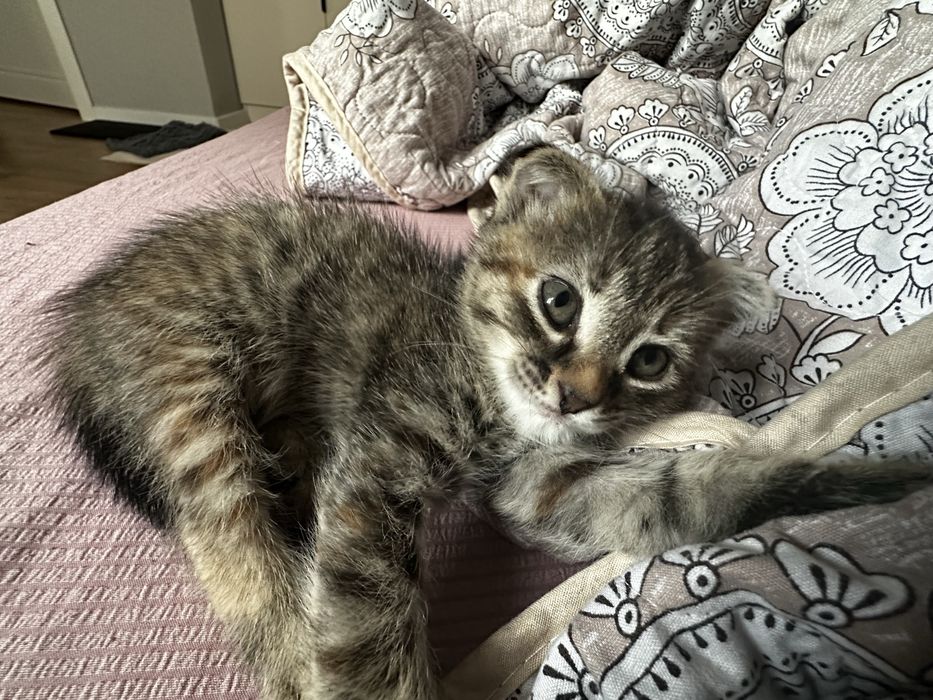 Отдам котят в добрые руки