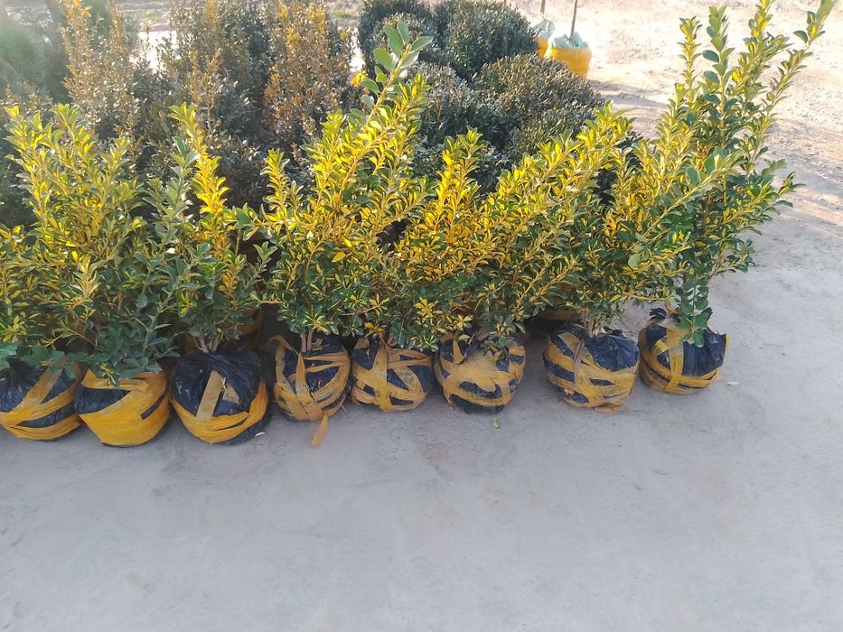 Har xildagi archalar bor landshaft dizayni ham bor