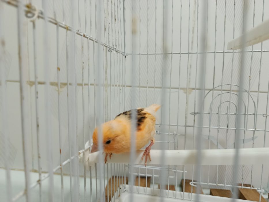 Канарейка молодой нар